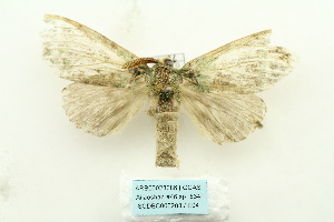  (Netria multispinae - ARB00028086)  @14 [ ] Copyright  SCDBC-KIZ-CAS, Imaging group Kunming Institute of Zoology, CAS