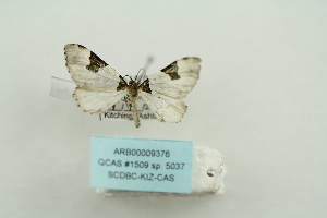  ( - ARB00009376)  @12 [ ] Copyright  SCDBC-KIZ-CAS, Imaging group Kunming Institute of Zoology, CAS