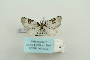  (Gagitodes costinotaria - ARB00009377)  @13 [ ] Copyright  SCDBC-KIZ-CAS, Imaging group Kunming Institute of Zoology, CAS
