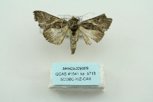  ( - ARB00009889)  @13 [ ] Copyright  SCDBC-KIZ-CAS, Imaging group Kunming Institute of Zoology, CAS