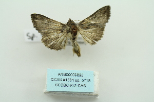  ( - ARB00009892)  @13 [ ] Copyright  SCDBC-KIZ-CAS, Imaging group Kunming Institute of Zoology, CAS