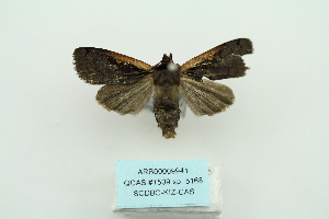  (Albocosta triangularis - ARB00009941)  @13 [ ] Copyright  SCDBC-KIZ-CAS, Imaging group Kunming Institute of Zoology, CAS