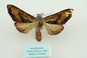  (Phlogophora subpurpurea - ARB00009983)  @14 [ ] Copyright  SCDBC-KIZ-CAS, Imaging group Kunming Institute of Zoology, CAS