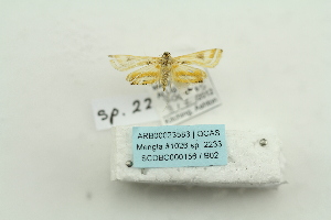  (Eoophyla simplicialis - ARB00023583)  @12 [ ] Copyright  SCDBC-KIZ-CAS, Imaging group Kunming Institute of Zoology, CAS