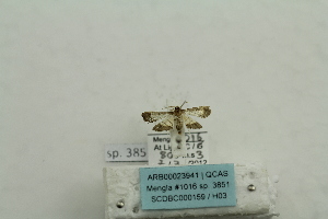  (Cnaphalocrocis latimarginalis - ARB00023941)  @11 [ ] Copyright  SCDBC-KIZ-CAS, Imaging group Kunming Institute of Zoology, CAS
