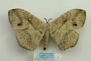  ( - ARB00023998)  @13 [ ] Copyright  SCDBC-KIZ-CAS, Imaging group Kunming Institute of Zoology, CAS