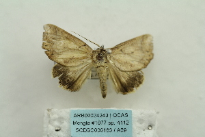  (Pterogonia aurigutta - ARB00024243)  @12 [ ] Copyright  SCDBC-KIZ-CAS, Imaging group Kunming Institute of Zoology, CAS