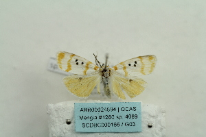  ( - ARB00024594)  @12 [ ] Copyright  SCDBC-KIZ-CAS, Imaging group Kunming Institute of Zoology, CAS