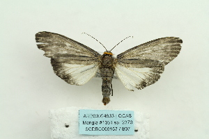  ( - ARB00024633)  @12 [ ] Copyright  SCDBC-KIZ-CAS, Imaging group Kunming Institute of Zoology, CAS