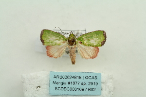  ( - ARB00024818)  @12 [ ] Copyright  SCDBC-KIZ-CAS, Imaging group Kunming Institute of Zoology, CAS