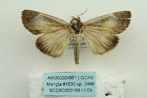 (Westermannia superba - ARB00024861)  @13 [ ] Copyright  SCDBC-KIZ-CAS, Imaging group Kunming Institute of Zoology, CAS