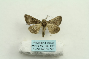  ( - ARB00025478)  @13 [ ] Copyright  SCDBC-KIZ-CAS, Imaging group Kunming Institute of Zoology, CAS