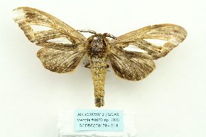  (Tarsolepis malayana - ARB00025813)  @14 [ ] Copyright  SCDBC-KIZ-CAS, Imaging group Kunming Institute of Zoology, CAS