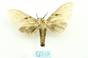  (Dudusa nobilis - ARB00025814)  @14 [ ] Copyright  SCDBC-KIZ-CAS, Imaging group Kunming Institute of Zoology, CAS