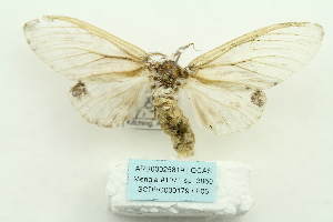  (Syntypistis comatus - ARB00025819)  @13 [ ] Copyright  SCDBC-KIZ-CAS, Imaging group Kunming Institute of Zoology, CAS