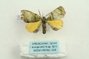 ( - ARB00026044)  @12 [ ] Copyright  SCDBC-KIZ-CAS, Imaging group Kunming Institute of Zoology, CAS