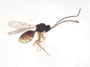  (Leptopilina maia - CBG-B15914-A01)  @11 [ ] CreativeCommons - Attribution Share - Alike (2025) Centre for Biodiversity Genomics Centre for Biodiversity Genomics