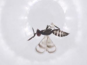  ( - CBG-B22215-E09)  @11 [ ] CreativeCommons - Attribution Share - Alike (2025) Centre for Biodiversity Genomics Centre for Biodiversity Genomics