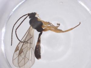  ( - CBG-B24196-D05)  @11 [ ] CreativeCommons - Attribution Share - Alike (2025) Centre for Biodiversity Genomics Centre for Biodiversity Genomics