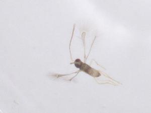  ( - CBG-B24196-E04)  @11 [ ] CreativeCommons - Attribution Share - Alike (2025) Centre for Biodiversity Genomics Centre for Biodiversity Genomics