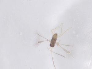  ( - CBG-B24196-E06)  @11 [ ] CreativeCommons - Attribution Share - Alike (2025) Centre for Biodiversity Genomics Centre for Biodiversity Genomics