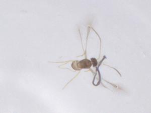  ( - CBG-B24196-E10)  @11 [ ] CreativeCommons - Attribution Share - Alike (2025) Centre for Biodiversity Genomics Centre for Biodiversity Genomics