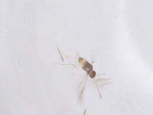  ( - CBG-B24196-F04)  @11 [ ] CreativeCommons - Attribution Share - Alike (2025) Centre for Biodiversity Genomics Centre for Biodiversity Genomics