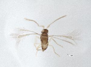  (Dicopus sp. 2 - QMOR83998)  @11 [ ] Unspecified (default): All Rights Reserved  Unspecified Unspecified