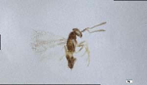  (Erythmelus sp. 1 nr. psallidis - QMOR84127)  @11 [ ] Unspecified (default): All Rights Reserved  Unspecified Unspecified