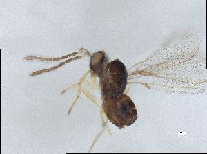  (Anaphes sp. 1 - QMOR84182)  @11 [ ] Unspecified (default): All Rights Reserved  Unspecified Unspecified