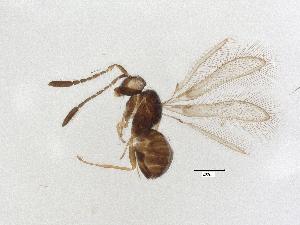  (Anaphes nr globoscicornis - QMOR84223)  @11 [ ] Unspecified (default): All Rights Reserved  Unspecified Unspecified