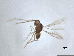  (Anaphes sp. 3 - QMOR84301)  @11 [ ] Unspecified (default): All Rights Reserved  Unspecified Unspecified