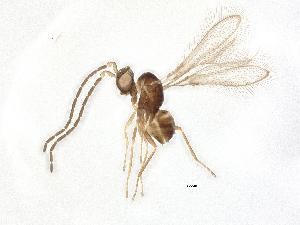  (Anaphes sp. 2 - QMOR87904)  @11 [ ] Unspecified (default): All Rights Reserved  Unspecified Unspecified