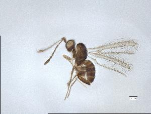  (Anaphes gerrisophaga - QMOR88001)  @11 [ ] Unspecified (default): All Rights Reserved  Unspecified Unspecified
