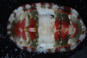  (Chiton sp. AETG1 - ECOSUR-OH-M0031)  @11 [ ] CreativeCommons  Attribution Non-Commercial (by-nc) (2016) Unspecified Unspecified