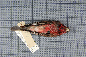  (Carpodacus rubicilloides - MTD C 62434)  @13 [ ] Copyright (2013) Patrick Strutzenberger Senckenberg Natural History Collections Dresden