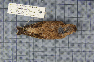  (Rhodopechys - MTD C 63200)  @13 [ ] Copyright (2013) Patrick Strutzenberger Senckenberg Natural History Collections Dresden