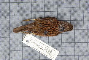  (Prunella modularis - MTD C 64071)  @13 [ ] Copyright (2013) Patrick Strutzenberger Senckenberg Natural History Collections Dresden