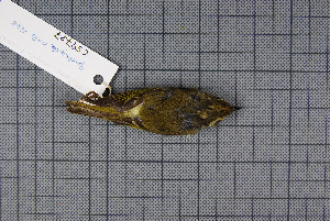  (Phylloscopus kansuensis - MAR1868)  @13 [ ] Copyright (2013) Patrick Strutzenberger Senckenberg Natural History Collections Dresden