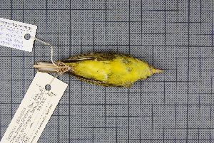  (Phylloscopus tephrocephalus - MAR2028)  @13 [ ] Copyright (2013) Patrick Strutzenberger Senckenberg Natural History Collections Dresden