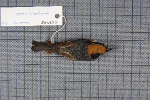 (Aegithalos concinnus - MAR2068)  @13 [ ] Copyright (2013) Patrick Strutzenberger Senckenberg Natural History Collections Dresden
