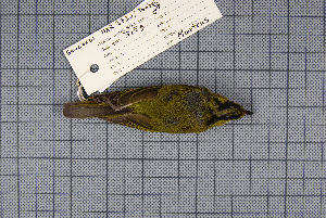  ( - MAR2730)  @13 [ ] Copyright (2013) Patrick Strutzenberger Senckenberg Natural History Collections Dresden
