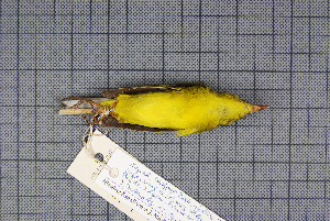  ( - MAR2731)  @13 [ ] Copyright (2013) Patrick Strutzenberger Senckenberg Natural History Collections Dresden