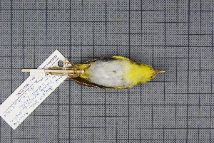  (Phylloscopus cantator - MAR2781)  @12 [ ] Copyright (2013) Patrick Strutzenberger Senckenberg Natural History Collections Dresden