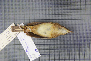  (Phylloscopus armandii - MAR3252)  @13 [ ] Copyright (2013) Patrick Strutzenberger Senckenberg Natural History Collections Dresden
