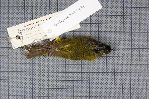  ( - MAR4937)  @13 [ ] Copyright (2013) Patrick Strutzenberger Senckenberg Natural History Collections Dresden