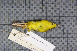  ( - MAR4937)  @12 [ ] Copyright (2013) Patrick Strutzenberger Senckenberg Natural History Collections Dresden
