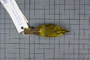  ( - MAR5701)  @13 [ ] Copyright (2013) Patrick Strutzenberger Senckenberg Natural History Collections Dresden