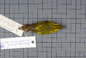  ( - MAR5702)  @13 [ ] Copyright (2013) Patrick Strutzenberger Senckenberg Natural History Collections Dresden