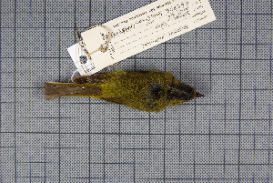  (Phylloscopus valentini - MAR5717)  @13 [ ] Copyright (2013) Patrick Strutzenberger Senckenberg Natural History Collections Dresden
